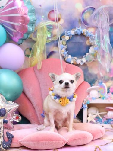 20240817マロンくん